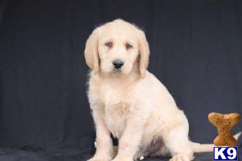 Labradoodle Puppies for Sale